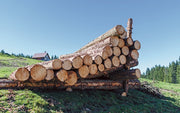 Buchenstämme – volle 40RM-LKW-Ladung